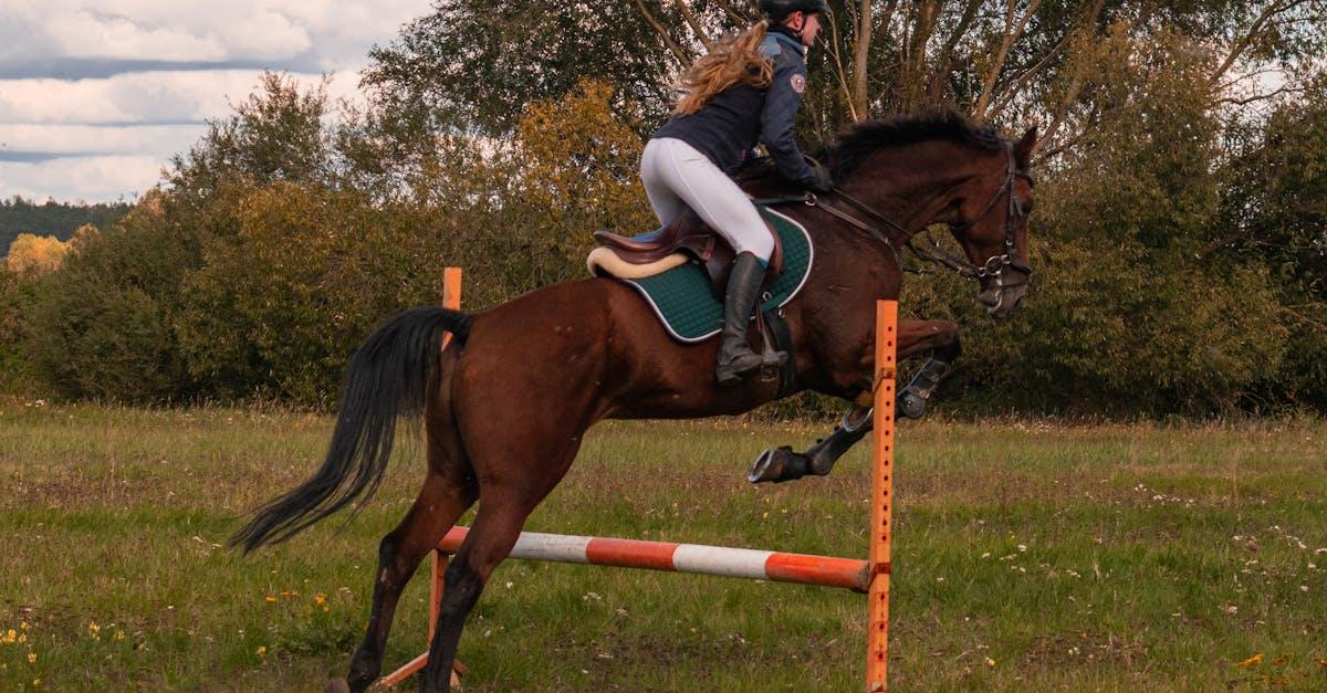 You are currently viewing Sådan kan du styrke din hests sundhed og trivsel