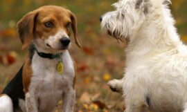 Aalborgs Hundetræningscentre: Skræddersyede Kurser til Din Hund