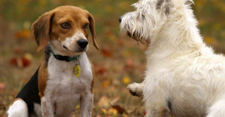 Read more about the article Aalborgs Hundetræningscentre: Skræddersyede Kurser til Din Hund