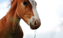 Hvordan hestefoder påvirker hestens sundhed og præstationer
