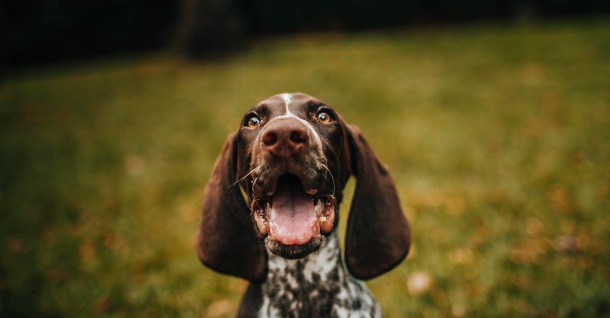 You are currently viewing royal canin hundefoder – skræddersyet ernæring til din hund